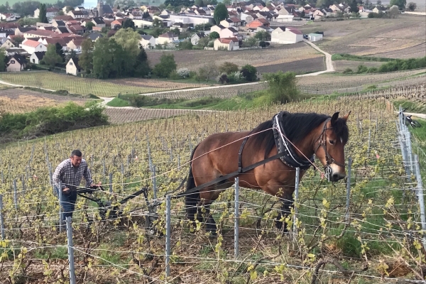 Hobuse ja suure südamega sünnib Prantsusmaal maailma parim vahuvein šampanja
