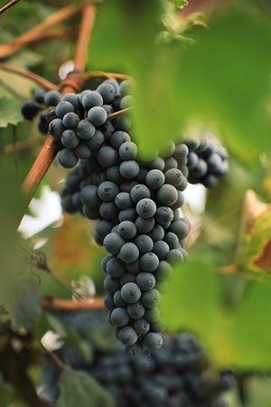 Viinamarjad Georgian Legend veinimõisast