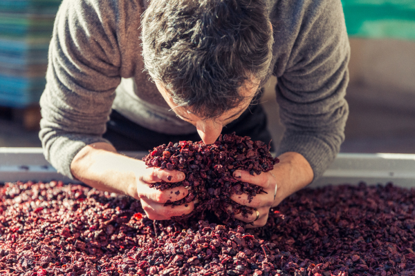 A person smelling a pile of red berriesDescription automatically generated