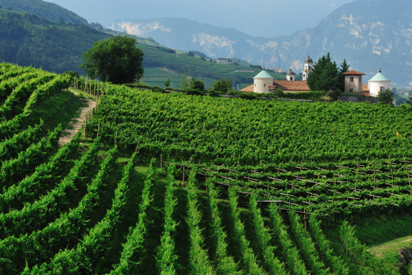 A vineyard with a church in the backgroundDescription automatically generated