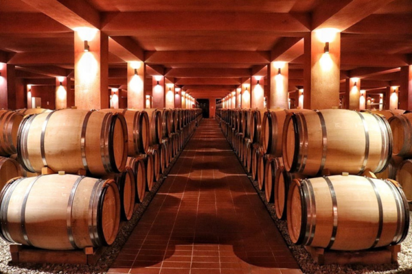 A row of wooden barrels in a cellarDescription automatically generated